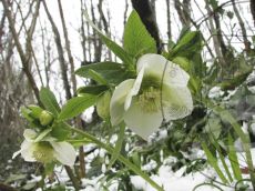 Helleborus-caucasicus_цветок
